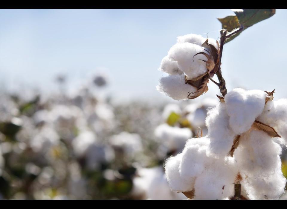 "Cotton is an absorbent fibre and likely absorbs a lot of the odour molecules," says Rachel McQueen, a professor of textile science at the University of Alberta. "If the fabrics absorbs them, they're not being released into the environment and we can't smell them." Cotton shirts, therefore, <a href="http://www.guelphreview.ca/2012/06/21/cotton-shirts-less-stinky-after-workouts-study" target="_hplink">may not need to be washed as often</a>.