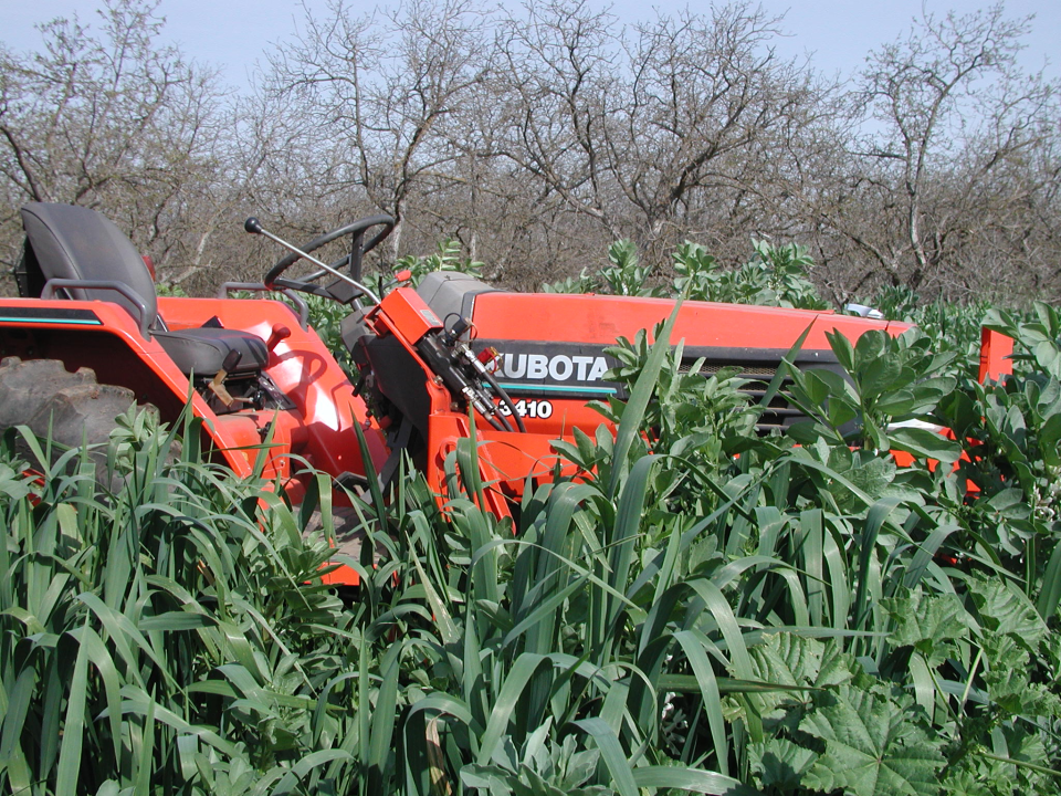 In this image, the cover crop has grown and is ready to be put under. This required tilling in Lee Miller's past garden life.