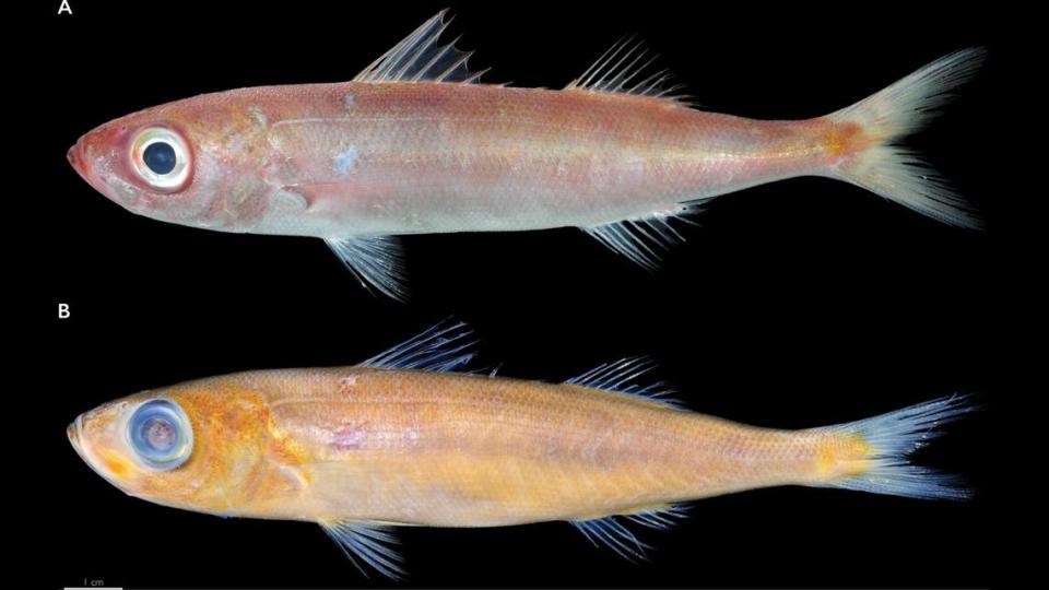 Specimens were bought from two different island fish markets, the researchers said.