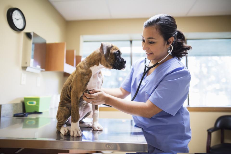 <p>No. 5 most respected: Veterinarian<br>Percentage of positive opinions: 88 per cent<br>(Jetta Productions / Getty Images) </p>