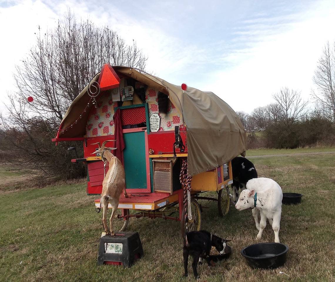 Animals outside the Walk the Way wagon, including (left to right) Thistle and Myrtle the goats and Handsome the calf. Ezer Way, a self-described “sustainable nomadic traveler,” was stopped in Murrells Inlet on January 24, 2023. December 20, 2022.