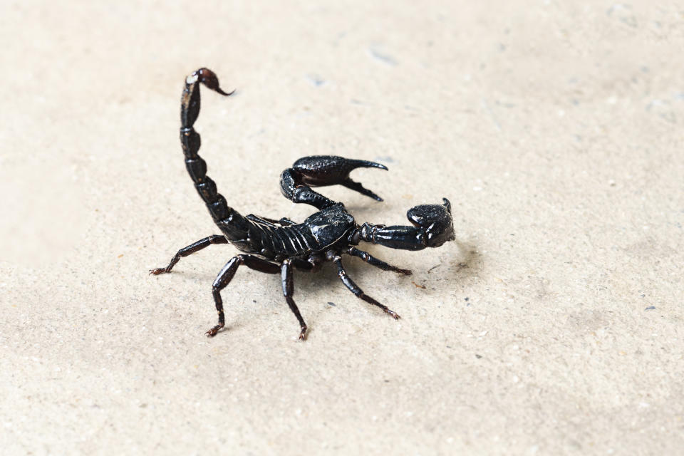 Kein gewöhnlicher Fund: Ein Mann entdeckte einen Skorpion in einem Hausflur. (Symbolbild: Getty Images)