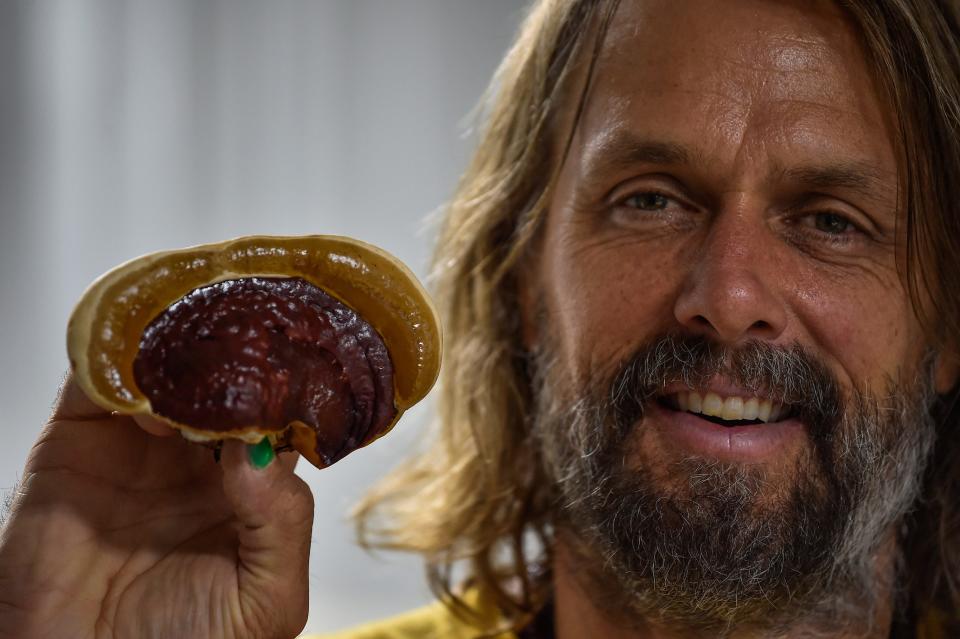Former Denver Broncos quarterback Jake Plummer smiles as he holds up a reishi mushroom that was grown on his farm in Ft. Lupton, CO. Plummer and three other partners help run and maintain the farm in Ft. Lupton, CO.