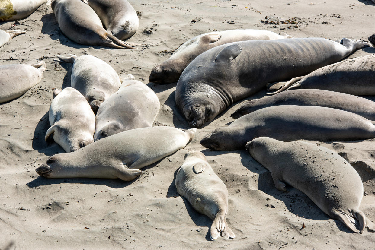 Resting elephant seals of the Piedras Blancas colony near San Simeon, Calif.  Elephant seals breed in large, crowded colonies, and they sneeze all day, dispersing large droplets of mucus each time they do so. (Drew Kelly/The New York Times)