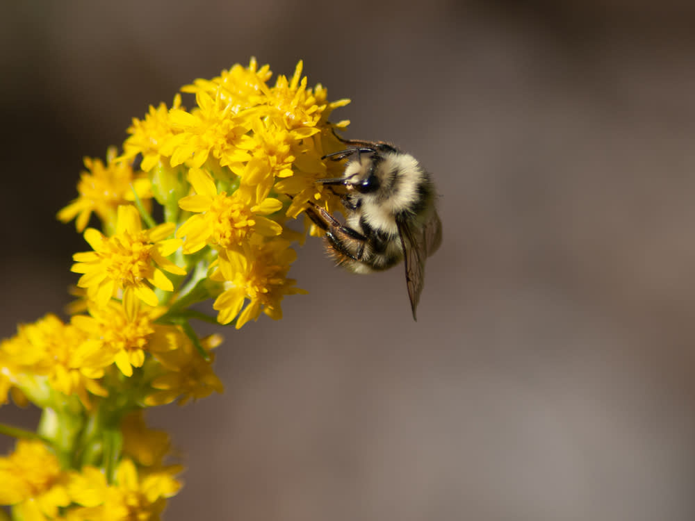 Bienen profitieren von Wildstauden und Kräutern im Garten. (Bild: DRidgway / Shutterstock.com)