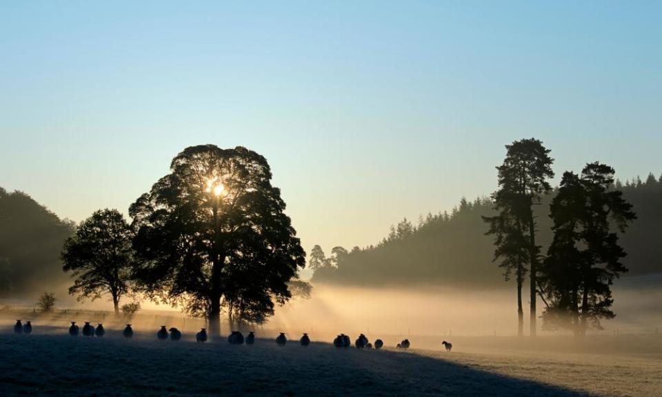 Sunrise in Savernake Forest, near Marlborough.