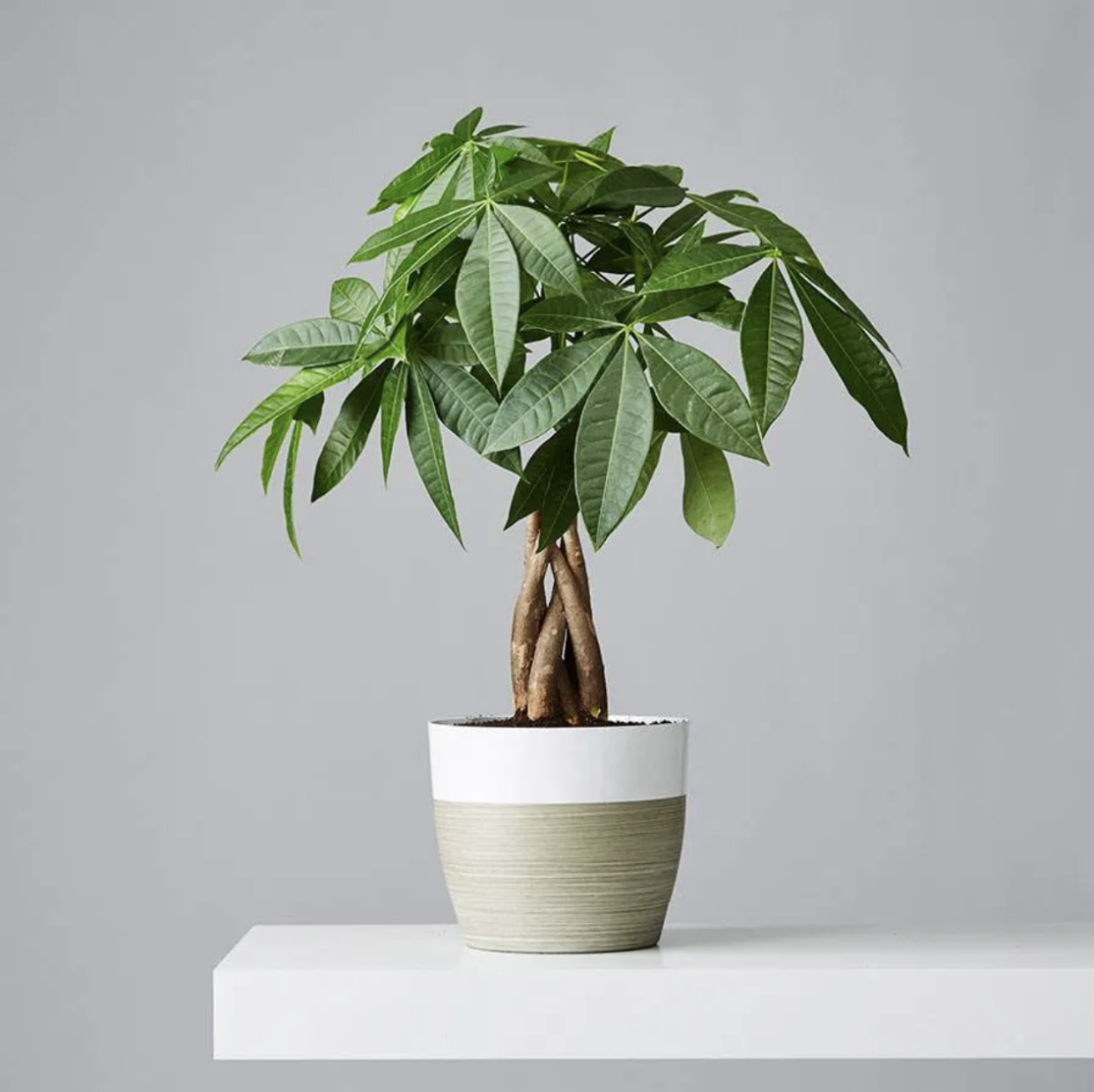 Plants.com | Money Tree