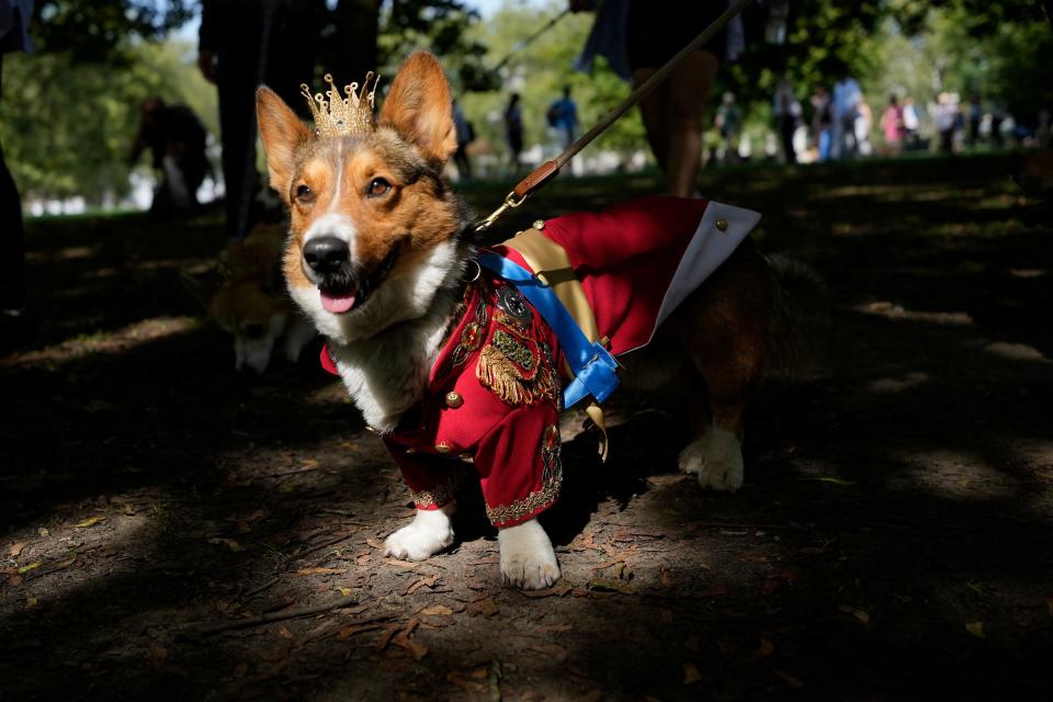 Ruffus a Cardiganshire Corgi takes part in a parade of corgi dogs in memory of the late Queen Elizabeth II, outside Buckingham Palace, in London, Sunday, Sept. 3, 2023.