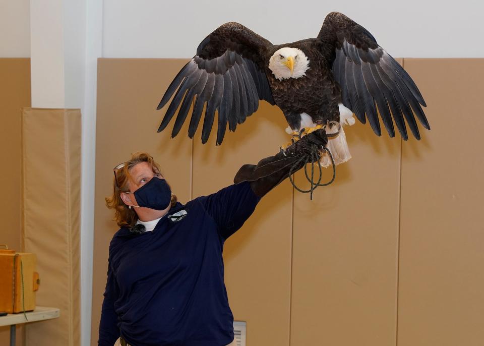 Francie Krawcke of Michigan Avian Experience of Brooklyn, shows off a female bald eagle April 18, 2021, during a presentation at the AJ Smith Recreation Center in Tecumseh. Michigan Avian Experience and its eagle will be at this year's Tecumseh Ice Sculpture Festival Sunday, Jan. 21.