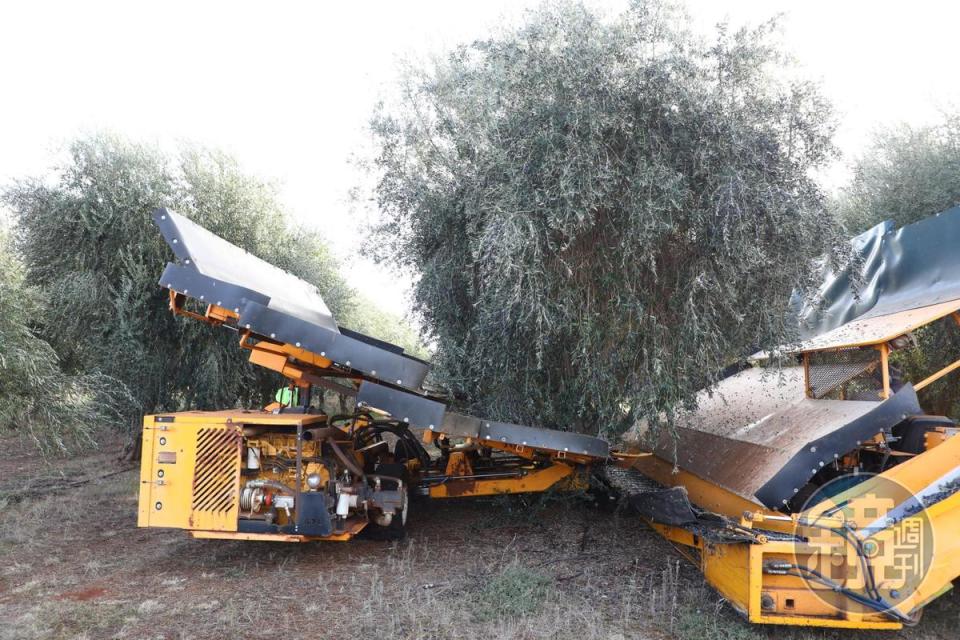 在澳洲的希爾斯頓橄欖園，是以兩台車包夾橄欖樹的震動法（Mechanical vibration）採收橄欖。