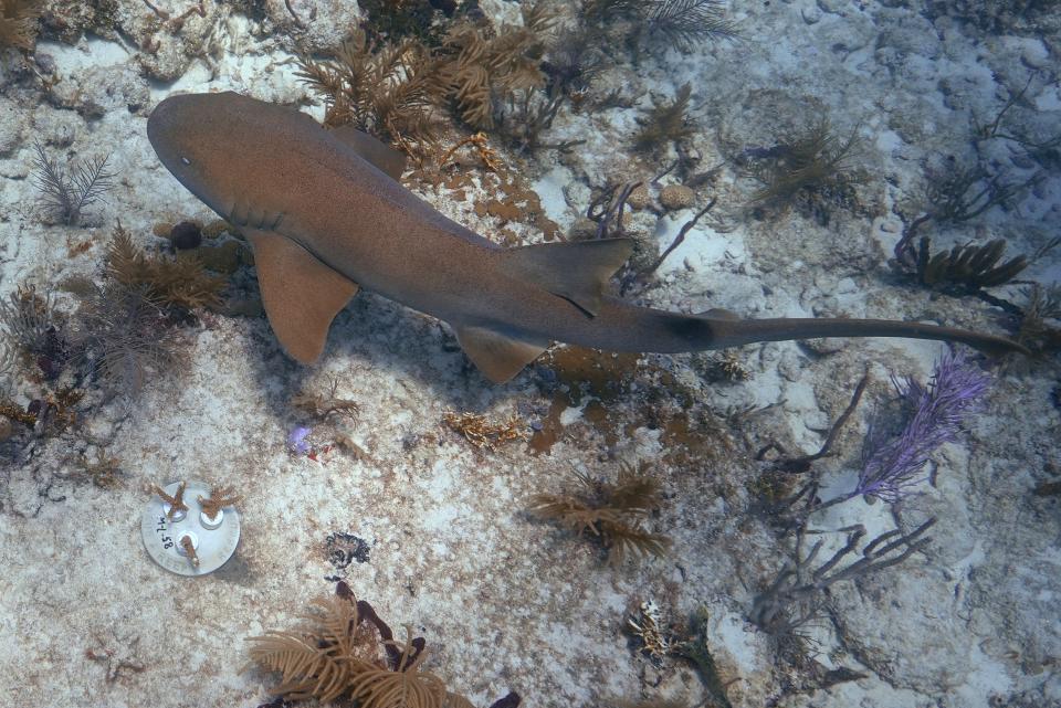 A nurse shark swims past a newly placed "cookie", lower left, containing three coral fragments, Friday, Aug. 4, 2023, on Paradise Reef near Key Biscayne, Fla. Scientists from the University of Miami Rosenstiel School of Marine, Atmospheric, and Earth Science established a new restoration research site there to identify and better understand the heat tolerance of certain coral species and genotypes during bleaching events. (AP Photo/Wilfredo Lee)