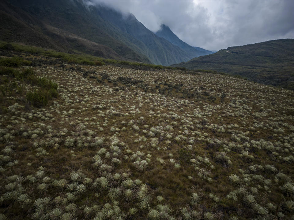 FILE - The paramo stands in Chingaza National Natural Park, Colombia, Tuesday, March 19, 2024, serving as the primary water source for millions of residents in the capital city of Bogota. Bogota's main source of water, the Chingaza Reservoir System, is currently 15% full. (AP Photo/Ivan Valencia, File)