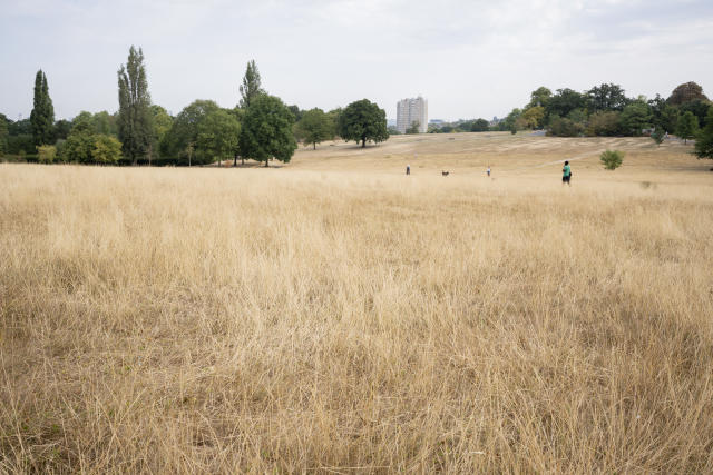 A landscape of dry, brown and parched grass in Brockwell Park during the UK drought, on 15th August 2022, in London, England. A hosepipe ban remains in place for the Thames Water area that includes London and the south-east. (Photo by Richard Baker / In Pictures via Getty Images)