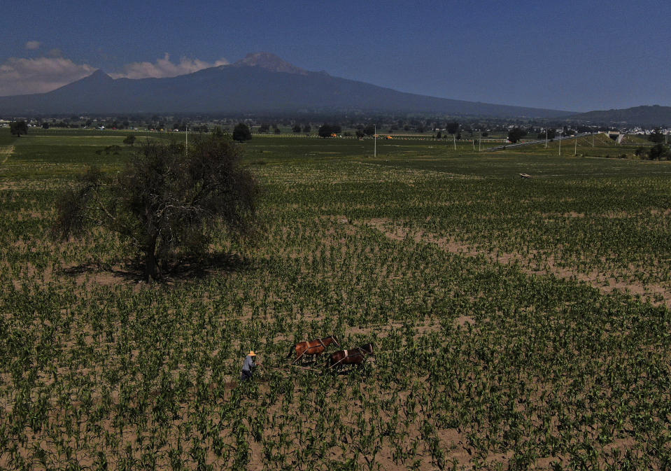 Un agricultor retira malas hierbas de un campo de maíz con un arado tirado por caballos, con el volcán La Malinche al fondo, en Ixtenco, México, el jueves 15 de junio de 2023. El maíz es el ingrediente fundamental de la cocina mexicana. (AP Foto/Fernando Llano)