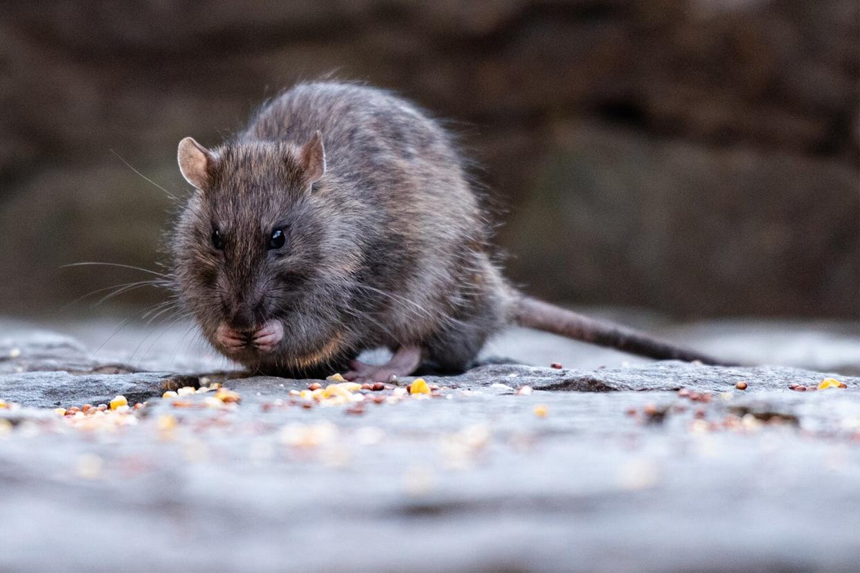 A rodent is seen eating seeds in New York, NY, United States