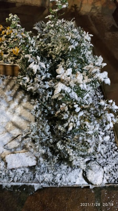 General view of plants covered in snow in Vacaria