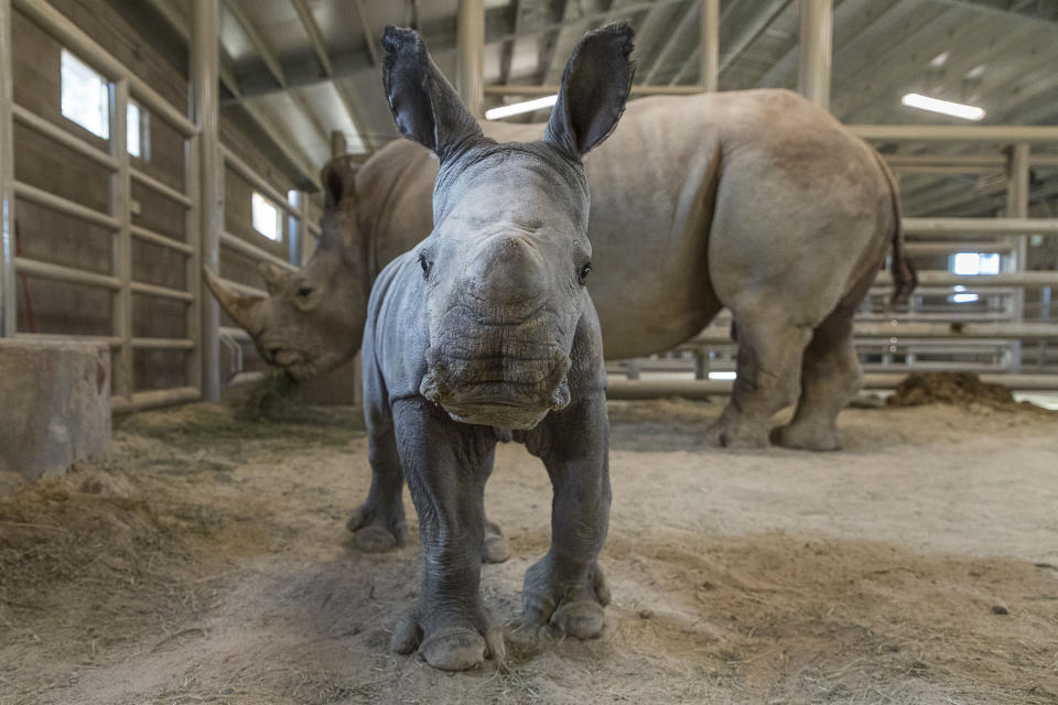 This Monday, Nov. 25, 2019, photo provided by San Diego Zoo Global shows a female southern white rhino calf in the Nikita Kahn Rhino Rescue Center at the San Diego Zoo Safari Park. The baby rhino born Thursday, Nov. 21, to an 11-year-old mother named, Amani, was conceived through artificial insemination. (Ken Bohn/San Diego Zoo Safari Park via AP)