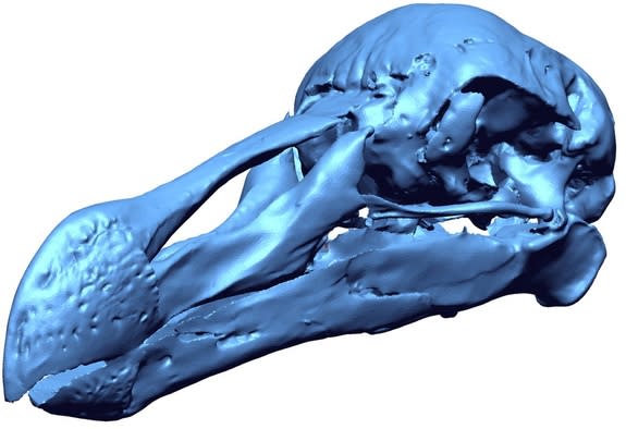 Here, a 3D digital model of the skull of the only complete skeleton of a single dodo, found in 1903 on Mauritius.