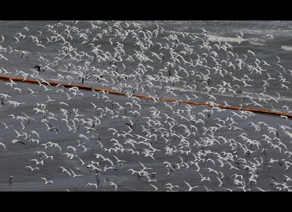 Seagulls and other birds fly past oil booms that were placed in preparation of the looming oil spill from last week's collapse and spill of the Deepwater Horizon oil rig, Saturday, May 1, 2010, along the North Shore south of Venice, Louisiana. Wildlife in the region is vulnerable to the looming oil spill from last week's collapse and spill of the Deepwater Horizon oil rig. (Eric Gay, AP)