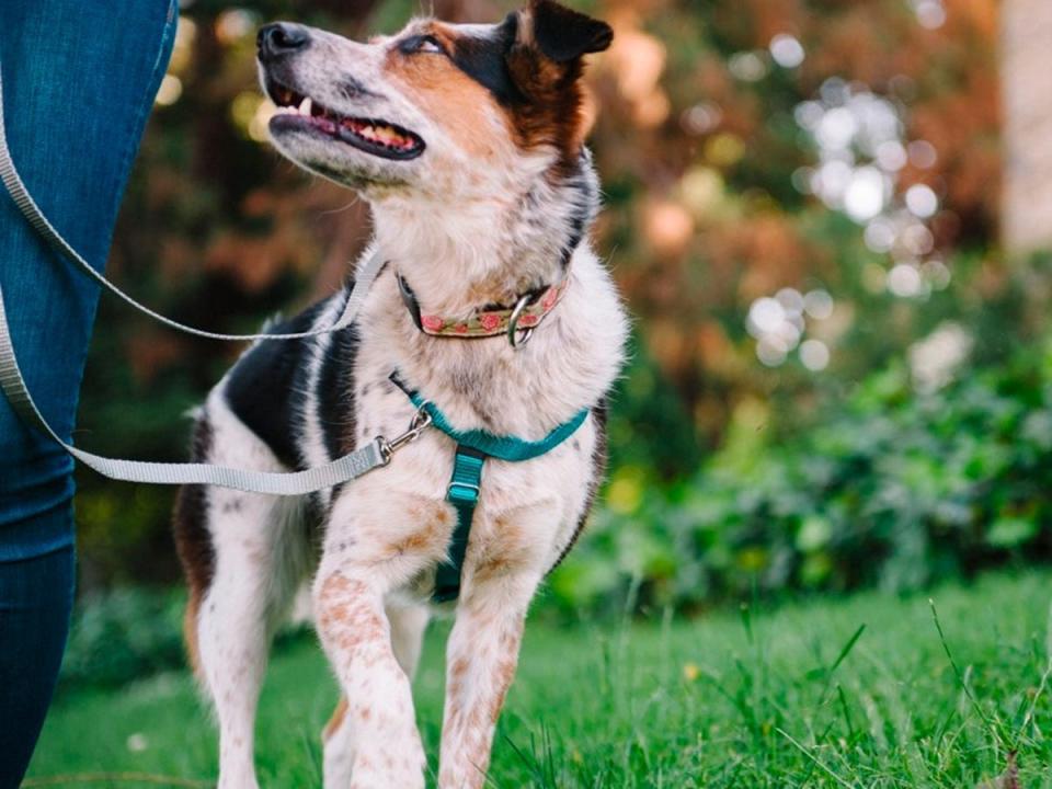 A medium-size brown, tan, and white dog is wearing 2 Hounds Design Freedom Harness.