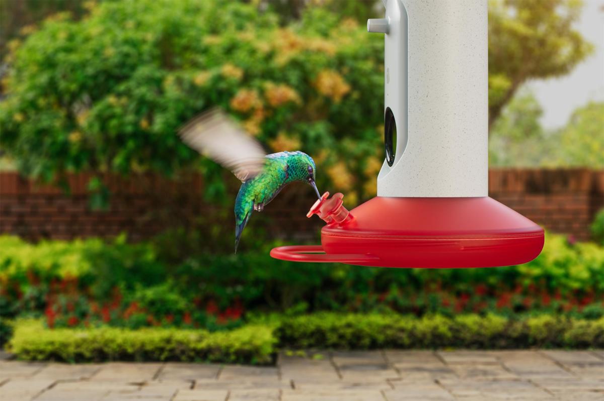 Bird Buddy camera-equipped bird feeder is 20% off