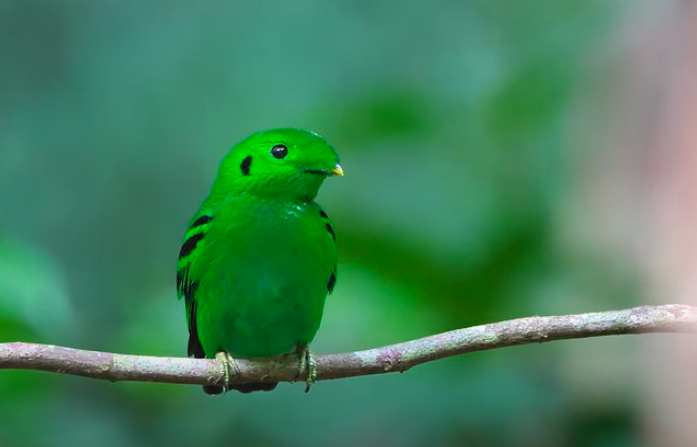 The bird, known for its highlighter-green plumage, was spotted on 27 June ( liewwk Nature)