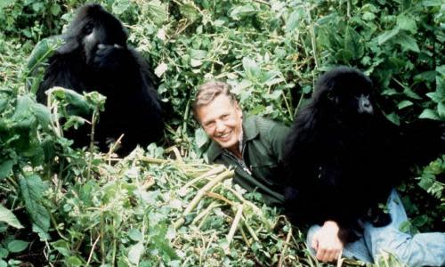 David Attenborough with mountain gorillas in Life on Earth from 1978.