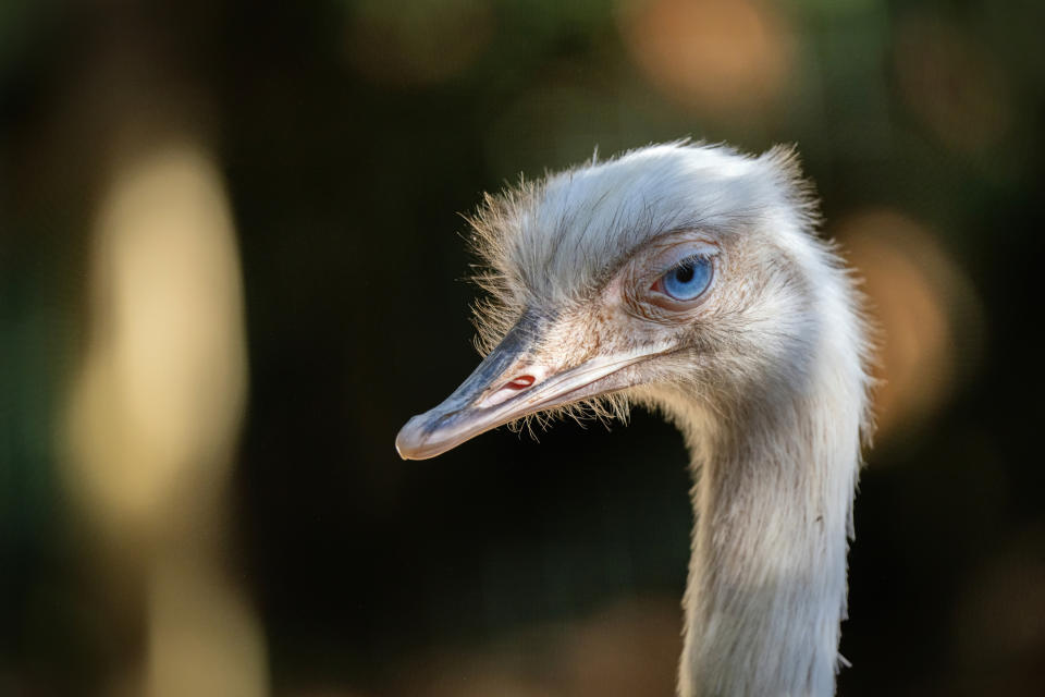 Close-up of an ostrich's head with a focused gaze