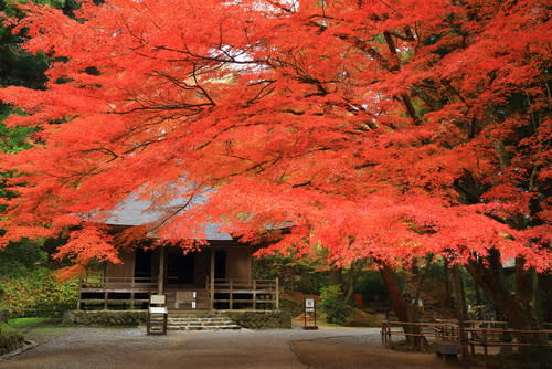 日本東北地區的岩手縣中尊寺，秋楓美景值得一遊。（圖/shutterstock）