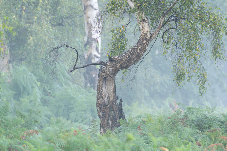 woodland photo taken with the Nikkor Z 180-600mm f/5.6-6.3 VR