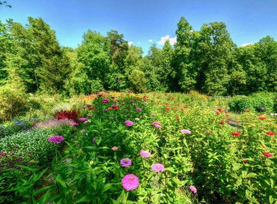 Fernrock Farm in Hillsborough is a cut flower farm and is a woman-owned business. Visitors can reserve a time to cut flowers to bring home June through September.