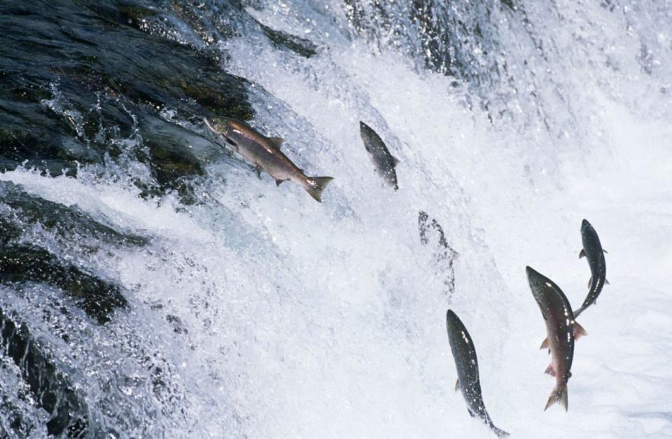 Grupo de salmones saltando río arriba