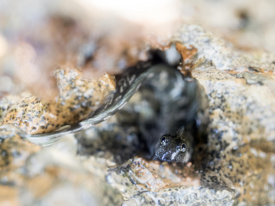 A Pacific leaping blenny in its nest hole in Guam, Micronesia. It spends almost all its life on land using its tail to leap from rock to rock. (Photo: Chase Weir/BBC)