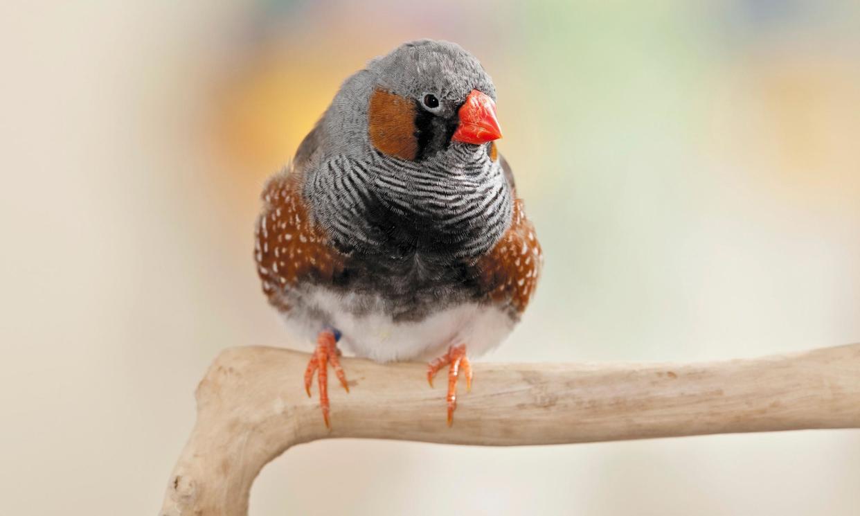 <span>The study found zebra finch chicks exposed to noise pollution in the egg were more than 10% smaller, and effects continued into their adult lives.</span><span>Photograph: Juniors Bildarchiv GmbH/Alamy</span>