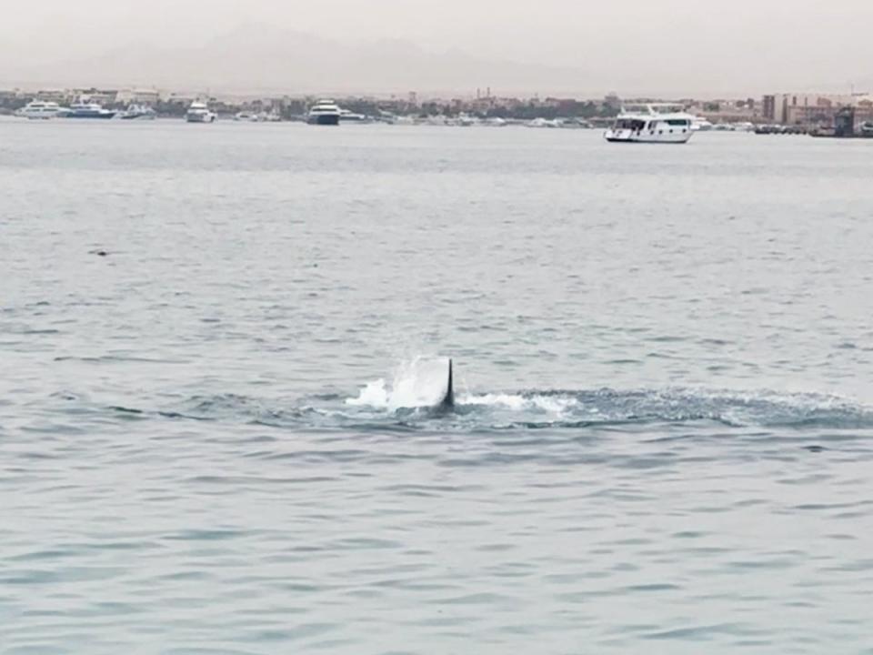 Witnesses said the shark toyed with Mr Popov’s body in the water for two hours, according to reports. (Grigory Kataev via REUTERS)