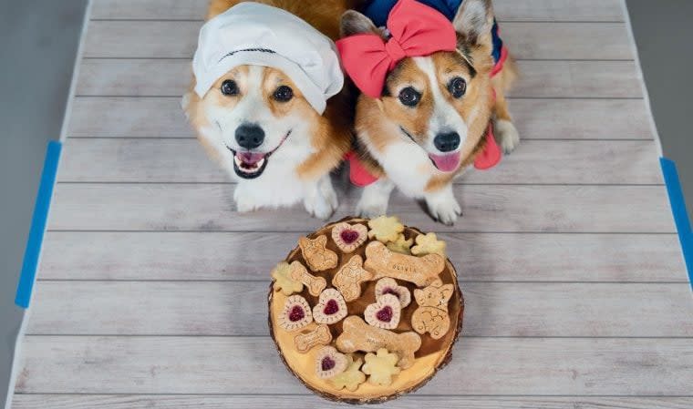 Talking Corgis Hammy and Olivia Launch New Book 