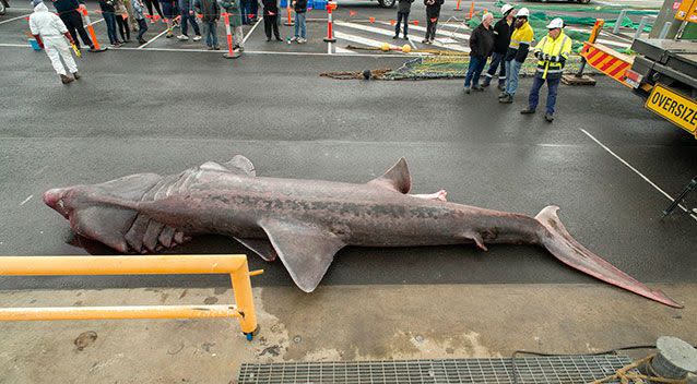 Rare basking shark caught by a fishing trawler in waters off of Portland. Photo: Museum Victoria