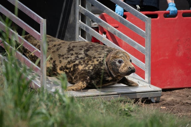 Seal rescue