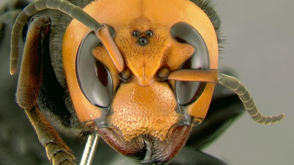 Close-up of a hornet's face.