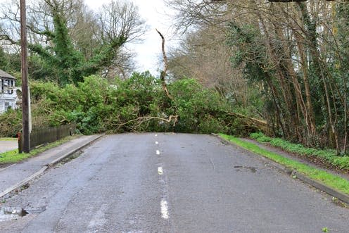 <span class="caption">Trunk road. </span> <span class="attribution"><a class="link " href="https://www.shutterstock.com/image-photo/trees-down-on-balcombe-road-horley-397051630?src=B6DxBahV9r1P1jf_JM1U2g-1-11" rel="nofollow noopener" target="_blank" data-ylk="slk:Paul Biden;elm:context_link;itc:0;sec:content-canvas">Paul Biden</a></span>