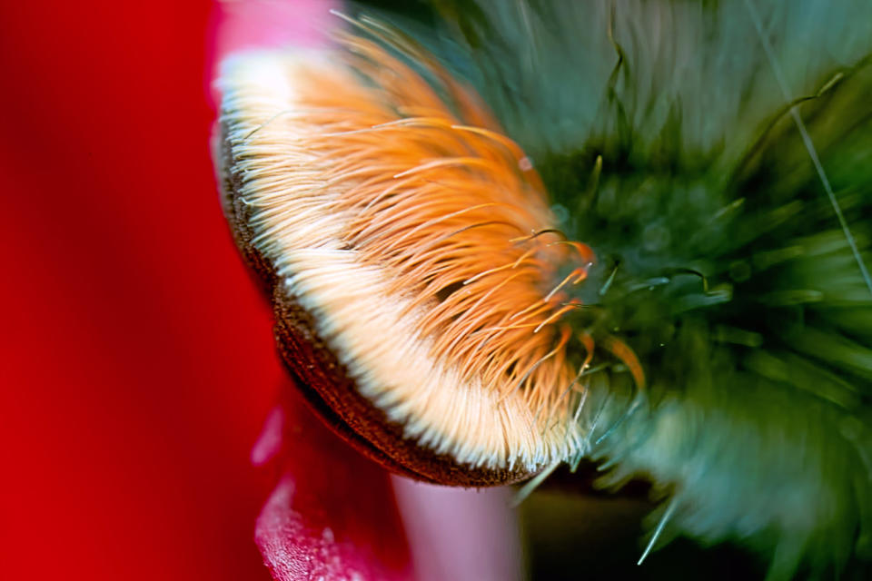 Spider photographer has a fetish for feet … all eight of them