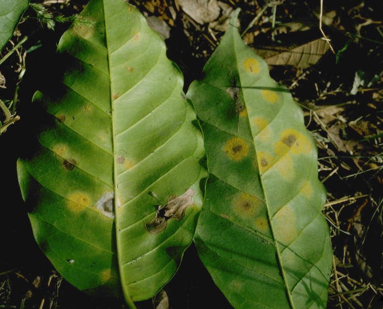 <span class="caption">Leaf rust (<em>Hemileia vastatrix</em>) on a coffee plant.</span> <span class="attribution"><a class="link " href="https://en.wikipedia.org/wiki/Hemileia_vastatrix#/media/File:Hemileia_vastatrix.jpg" rel="nofollow noopener" target="_blank" data-ylk="slk:Howard F. Schwartz/Wikimedia Commons;elm:context_link;itc:0;sec:content-canvas">Howard F. Schwartz/Wikimedia Commons</a>, <a class="link " href="http://creativecommons.org/licenses/by/4.0/" rel="nofollow noopener" target="_blank" data-ylk="slk:CC BY;elm:context_link;itc:0;sec:content-canvas">CC BY</a></span>