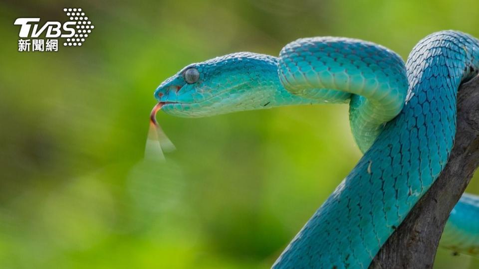 生物學家在緬甸發現新品種的毒蛇。（示意圖／Shutterstock達志影像）