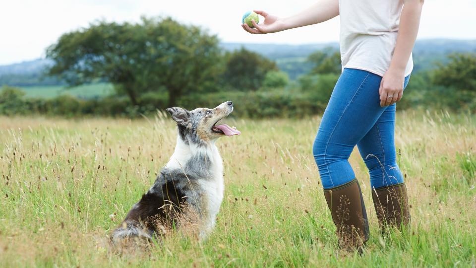  Woman training dog with a ball in meadow 