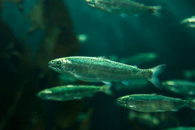 Chinook salmon were among the kinds of fish killed at a California university research and care center. (Photo: Mark Newman via Getty Images)