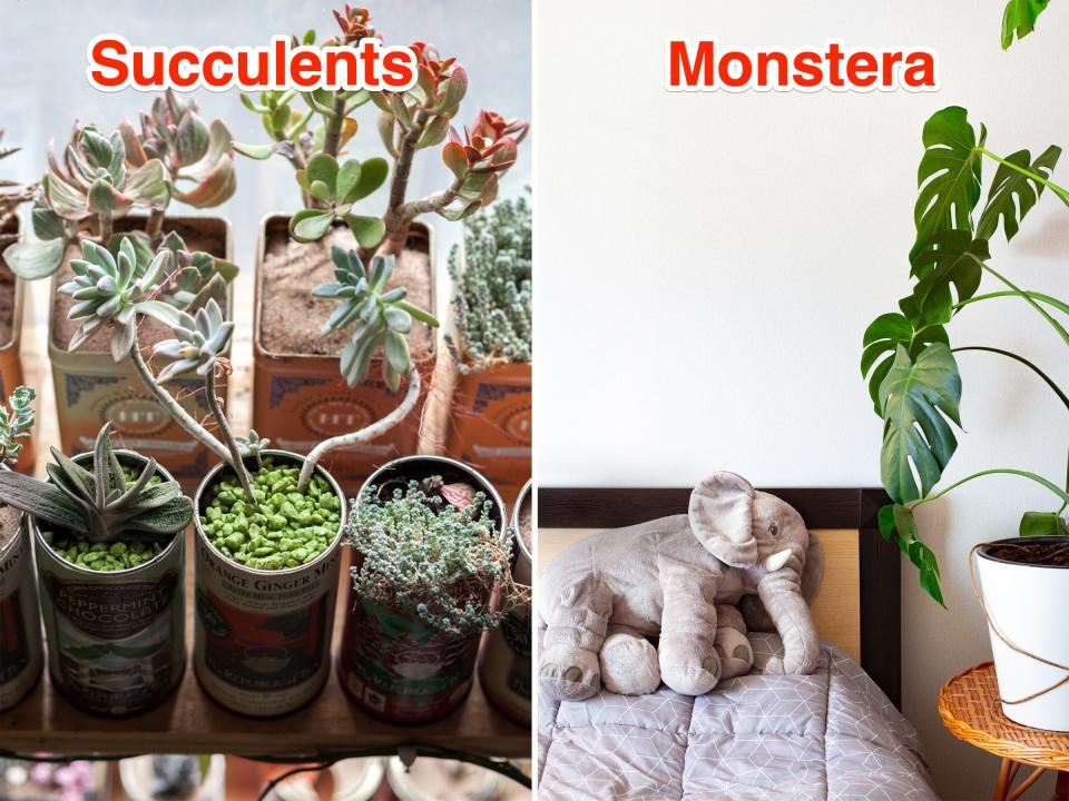 Left: Six small succulents. Right: A monstera plants next to a bed with a toy elephant on it