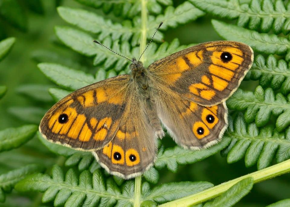 Wall butterfly which is now endangered (Iain H Leach/Butterfly Conservation/PA)