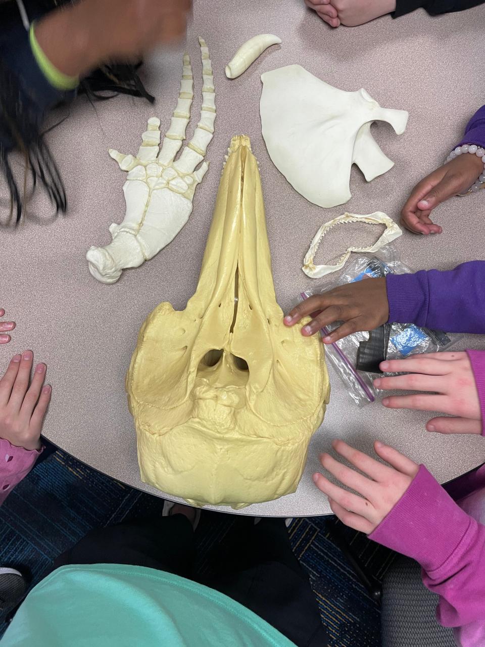 At the Florida School for the Deaf and Blind, eighth-graders touch replicas of bones from a bottlenose dolphin skull, pectoral fin and scapula. The nonprofit Florida Water Warriors brought an in-school marine education lesson to the St. Augustine school.