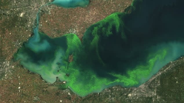 Satellite image of algae bloom on Lake Erie in 2011. (NOAA/Associated Press - image credit)