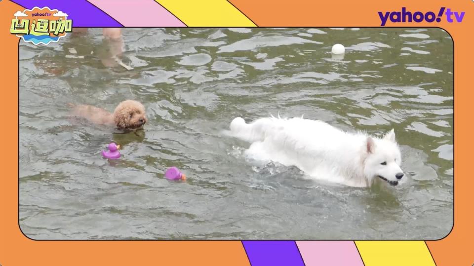 毛孩在清涼的水中游泳相當快樂。